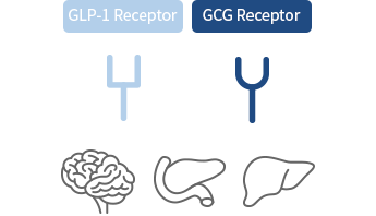 GLP-1/GCG Agonist