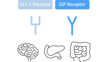 GLP-1/GIP Agonist
